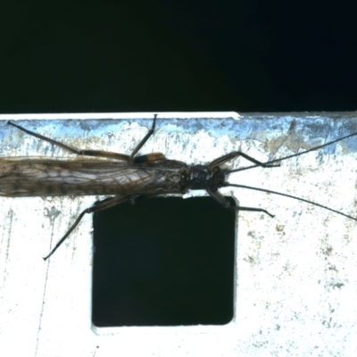 Gripopterygidae (family) (A stonefly) at Talbingo, NSW - 13 Feb 2022 by jb2602