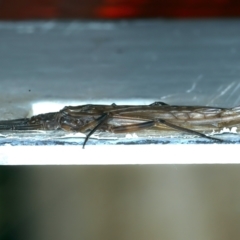 Gripopterygidae (family) at Talbingo, NSW - 13 Feb 2022