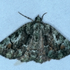 Aeolochroma metarhodata (Tea-tree Emerald (Geometrinae)) at Tumut, NSW - 13 Feb 2022 by jb2602