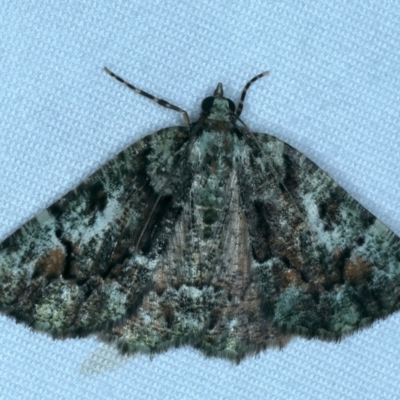 Aeolochroma metarhodata (Tea-tree Emerald (Geometrinae)) at Tumut, NSW - 13 Feb 2022 by jb2602