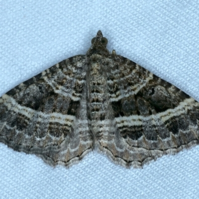 Chrysolarentia subrectaria (A Geometer moth) at Tumut, NSW - 12 Feb 2022 by jb2602