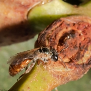 Lasioglossum (Homalictus) punctatum at Belconnen, ACT - 16 Feb 2022