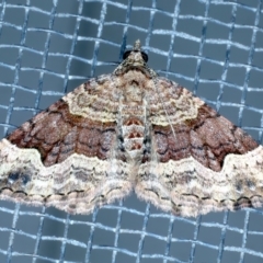 Epyaxa sodaliata (Sodaliata Moth, Clover Moth) at Tumut, NSW - 12 Feb 2022 by jb2602