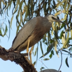 Egretta novaehollandiae (White-faced Heron) at Lyneham, ACT - 16 Feb 2022 by RobertD