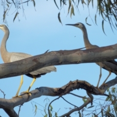 Egretta novaehollandiae at Lyneham, ACT - 16 Feb 2022