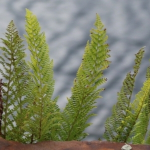 Polystichum proliferum at Cotter River, ACT - 15 Feb 2022