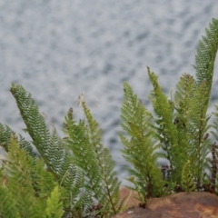 Polystichum proliferum at Cotter River, ACT - 15 Feb 2022