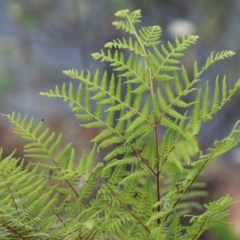 Hypolepis rugosula (Ruddy Ground-Fern) at Cotter River, ACT - 15 Feb 2022 by RodDeb