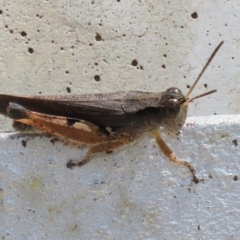 Phaulacridium vittatum at Cotter River, ACT - 15 Feb 2022