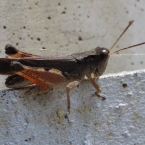 Phaulacridium vittatum at Cotter River, ACT - 15 Feb 2022