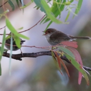 Malurus cyaneus at Cotter River, ACT - 15 Feb 2022 03:29 PM