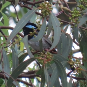 Malurus cyaneus at Cotter River, ACT - 15 Feb 2022 03:29 PM