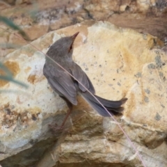 Malurus cyaneus at Cotter River, ACT - 15 Feb 2022 03:29 PM