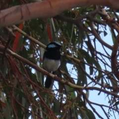 Malurus cyaneus at Cotter River, ACT - 15 Feb 2022 03:29 PM