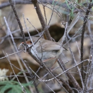 Malurus cyaneus at Cotter River, ACT - 15 Feb 2022 03:29 PM