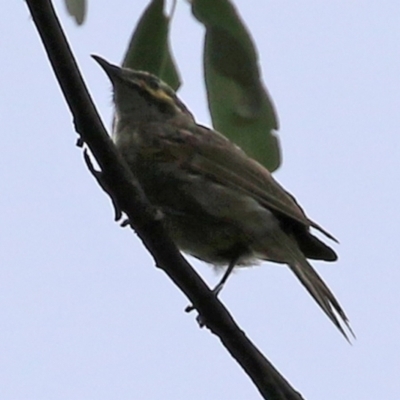 Caligavis chrysops (Yellow-faced Honeyeater) at Cotter River, ACT - 15 Feb 2022 by RodDeb