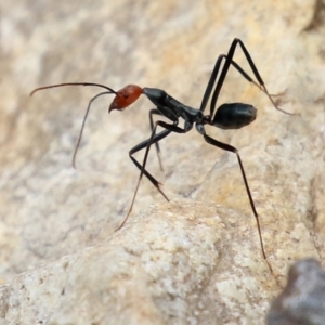 Leptomyrmex erythrocephalus at Cotter River, ACT - 15 Feb 2022