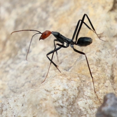 Leptomyrmex erythrocephalus (Spider ant) at Cotter River, ACT - 15 Feb 2022 by RodDeb