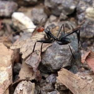 Leptomyrmex erythrocephalus at Cotter River, ACT - 15 Feb 2022