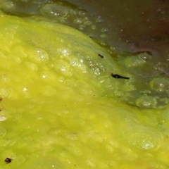 Freshwater algae at Gordon Pond - 16 Feb 2022 by RodDeb