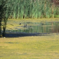 Freshwater algae at Gordon, ACT - 16 Feb 2022