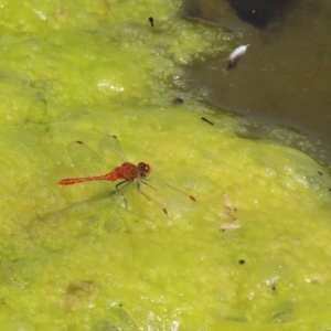 Freshwater algae at Gordon, ACT - 16 Feb 2022