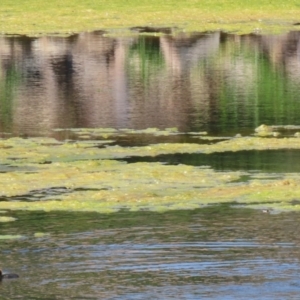 Freshwater algae at Gordon, ACT - 16 Feb 2022