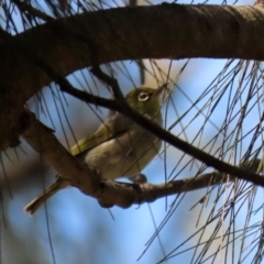 Zosterops lateralis (Silvereye) at Gordon Pond - 16 Feb 2022 by RodDeb