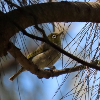 Zosterops lateralis (Silvereye) at Gordon Pond - 16 Feb 2022 by RodDeb