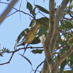 Pardalotus punctatus (Spotted Pardalote) at Gordon, ACT - 16 Feb 2022 by RodDeb