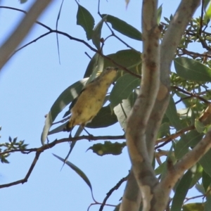 Pardalotus punctatus at Gordon, ACT - 16 Feb 2022