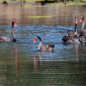 Cygnus atratus at Gordon, ACT - 16 Feb 2022 11:34 AM