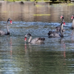 Cygnus atratus at Gordon, ACT - 16 Feb 2022 11:34 AM