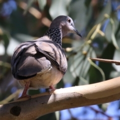 Spilopelia chinensis (Spotted Dove) at Gordon, ACT - 16 Feb 2022 by RodDeb