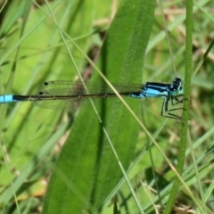 Ischnura heterosticta (Common Bluetail Damselfly) at Gordon Pond - 16 Feb 2022 by RodDeb