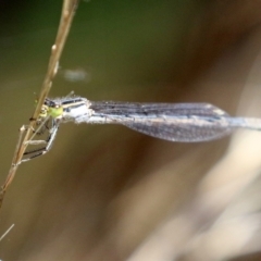 Ischnura heterosticta at Gordon, ACT - 16 Feb 2022