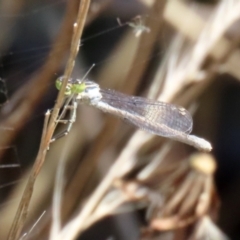 Ischnura heterosticta at Gordon, ACT - 16 Feb 2022