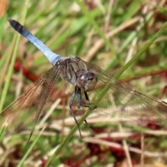 Orthetrum caledonicum (Blue Skimmer) at Gordon Pond - 16 Feb 2022 by RodDeb