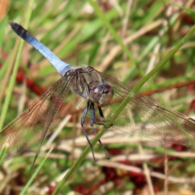 Orthetrum caledonicum (Blue Skimmer) at Gordon, ACT - 16 Feb 2022 by RodDeb