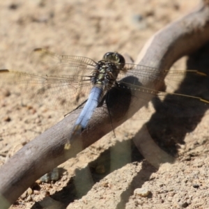 Orthetrum caledonicum at Gordon, ACT - 16 Feb 2022