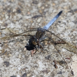 Orthetrum caledonicum at Gordon, ACT - 16 Feb 2022