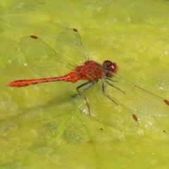 Diplacodes bipunctata (Wandering Percher) at Gordon, ACT - 16 Feb 2022 by RodDeb