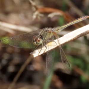 Diplacodes bipunctata at Gordon, ACT - 16 Feb 2022