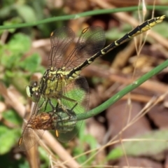 Austrogomphus guerini (Yellow-striped Hunter) at Gordon Pond - 16 Feb 2022 by RodDeb