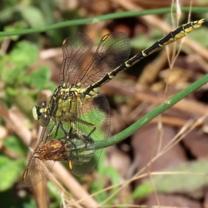 Austrogomphus guerini at Gordon, ACT - 16 Feb 2022