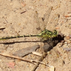 Austrogomphus guerini at Gordon, ACT - 16 Feb 2022