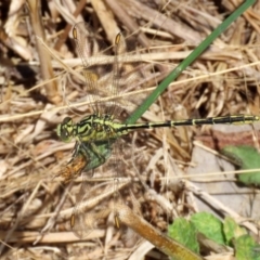 Austrogomphus guerini at Gordon, ACT - 16 Feb 2022