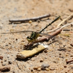 Austrogomphus guerini at Gordon, ACT - 16 Feb 2022