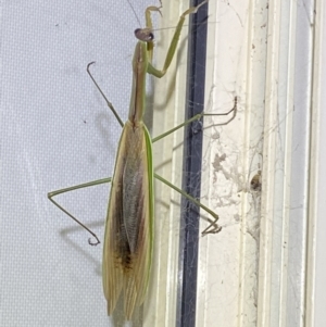 Tenodera australasiae at Jerrabomberra, NSW - suppressed