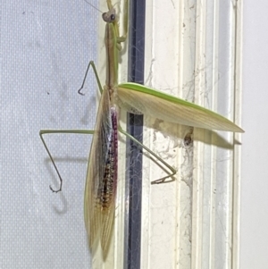 Tenodera australasiae at Jerrabomberra, NSW - suppressed